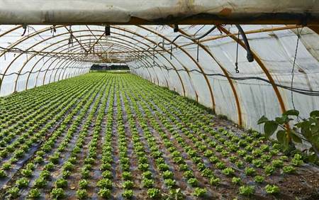 آبیاری گلخانه ای